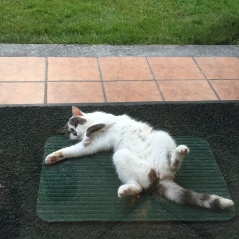 FullSizeRender-2 copia